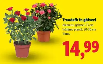 Lidl Trandafir în ghiveci Ofertă
