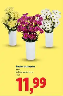 Lidl Buchet crizanteme Ofertă