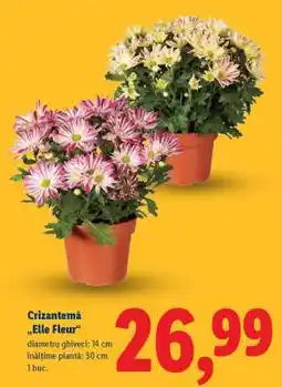 Lidl Crizantema „Elle Fleur” Ofertă
