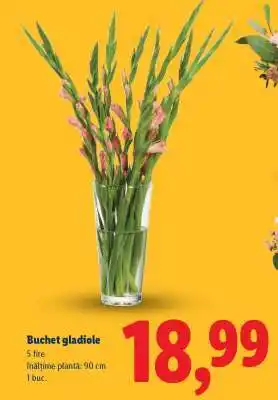 Lidl Buchet gladiole Ofertă
