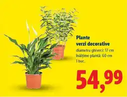 Lidl Plante verzi decorative Ofertă