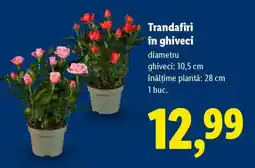 Lidl Trandafiri în ghiveci Ofertă