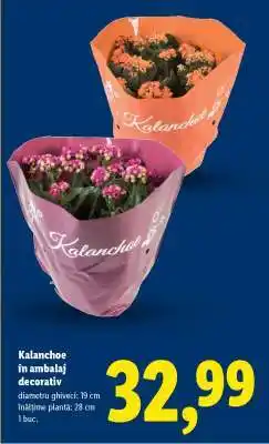 Lidl Kalanchoe în ambalaj decorativ Ofertă