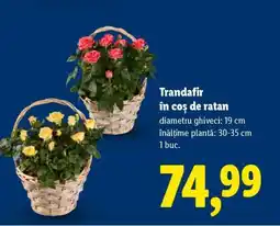 Lidl Trandafir în coș de ratan Ofertă