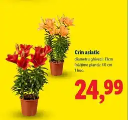 Lidl Crin asiatic Ofertă