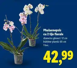 Lidl Phalaenopsis cu 2 tije florale Ofertă