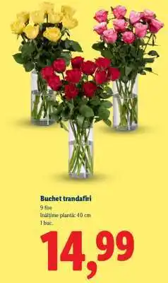 Lidl Buchet trandafiri Ofertă