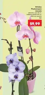 Kaufland Orhidee Phalaenopsis cascada Ofertă