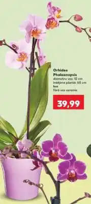 Kaufland Orhidee Phalaenopsis Ofertă