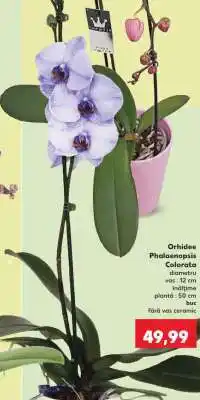 Kaufland Orhidee Phalaenopsis colorata Ofertă
