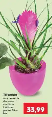 Kaufland Tillandsia vas ceramic Ofertă