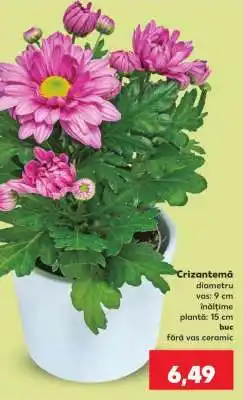 Kaufland Crizantema Ofertă