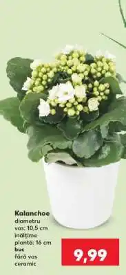 Kaufland Kalanchoe Ofertă