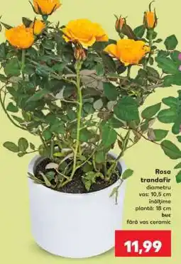Kaufland Rosa - trandafir Ofertă