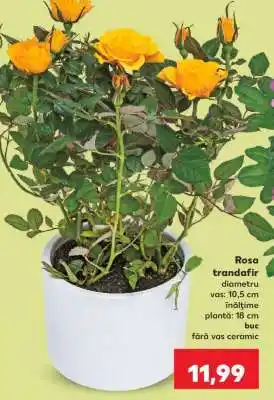 Kaufland Rosa - trandafir Ofertă