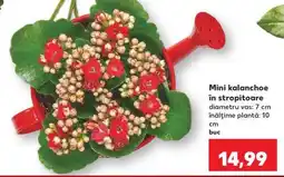 Kaufland Mini kalanchoe în stropitoare Ofertă