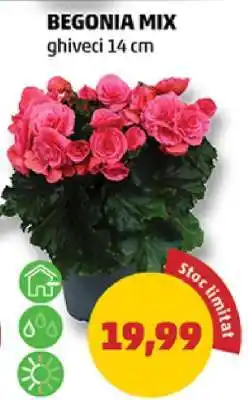 Penny BEGONIA MIX Ofertă
