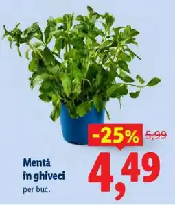 Lidl Mentă în ghiveci Ofertă