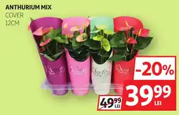 Auchan TiSentro Anthurium Mix Ofertă