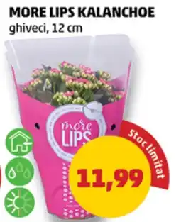 Penny More lips kalanchoe Ofertă