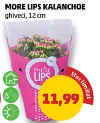 Penny More lips kalanchoe Ofertă
