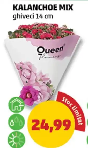 Penny Queen Flowers Kalanchoe Mix Ofertă