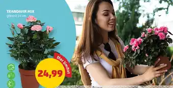 Penny Trandafir Mix Ofertă