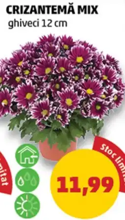 Penny Crizantemă mix Ofertă