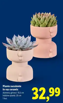 Lidl Plante suculente in vas ceramic Ofertă
