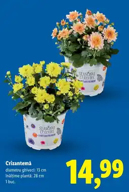 Lidl Seasonal Colours Crizantemă Ofertă