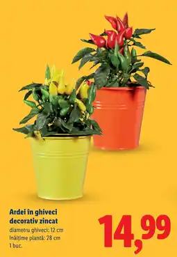 Lidl Ardei în ghiveci decorativ zincat Ofertă