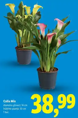 Lidl Calla Mix Ofertă
