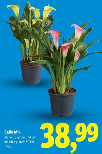 Lidl Calla Mix Ofertă