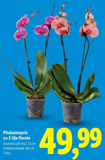 Lidl Phalaenopsis cu 2 tije florale Ofertă