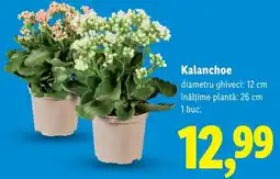 Lidl Kalanchoe Ofertă