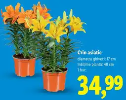 Lidl Crin asiatic Ofertă