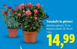 Lidl Trandafir în ghiveci Ofertă