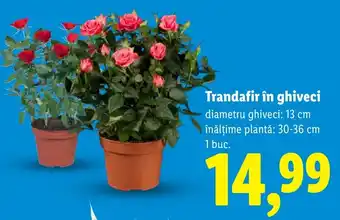 Lidl Trandafir în ghiveci Ofertă