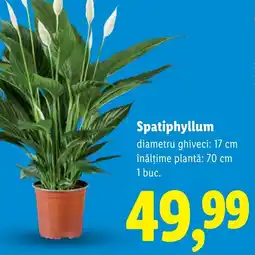 Lidl Spatiphyllum Ofertă