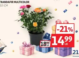 Auchan Trandafir multicolor Ofertă