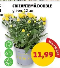 Penny CRIZANTEMĂ DOUBLE Ofertă