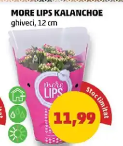 Penny MORE LIPS KALANCHOE Ofertă