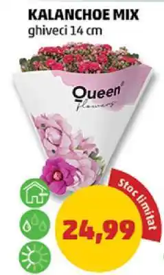 Penny Kalanchoe Mix Ofertă