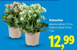 Lidl Kalanchoe Ofertă