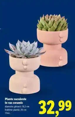 Lidl Plante suculente în vas ceramic Ofertă