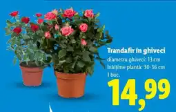 Lidl Trandafir în ghiveci Ofertă