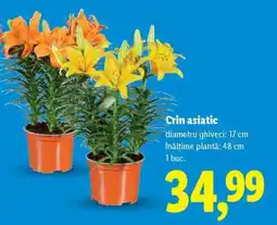 Lidl Crin asiatic Ofertă