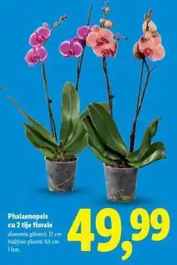 Lidl Phalaenopsis cu 2 tije florale Ofertă