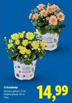 Lidl Crizantema Ofertă