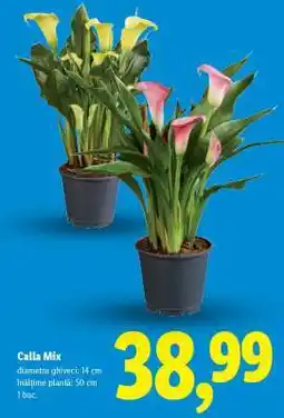 Lidl Calla Mix Ofertă